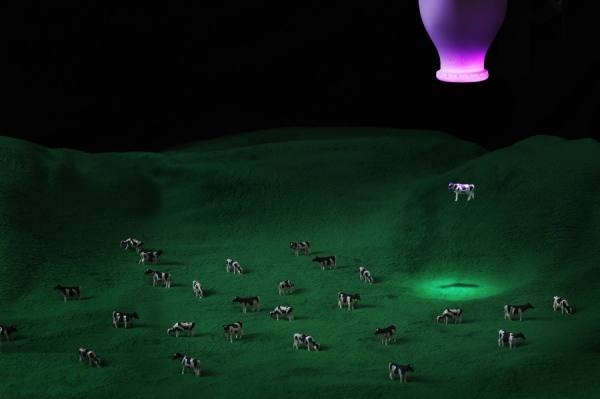 Photograph Andy Rudak Cow Abduction on One Eyeland